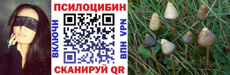 купить закладку  Пойковский  Галлюциногенные грибы Psilocybine cubensis 